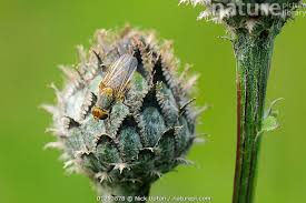 Attēlu rezultāti vaicājumam “Centaurea scabiosa bud”