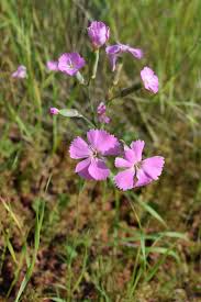 Image result for Steinnelke