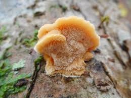 Attēlu rezultāti vaicājumam “Antrodiella serpula”