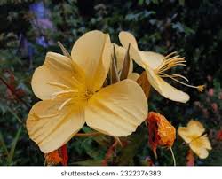 Image result for Oenothera odorata