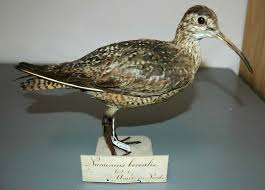 Image result for Numenius borealis