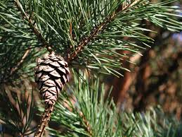 Attēlu rezultāti vaicājumam “Pinus sylvestris fruit”
