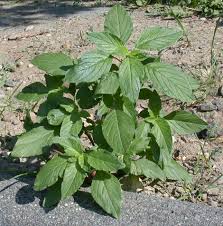 Attēlu rezultāti vaicājumam “Amaranthus retroflexus leaf”