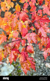 Attēlu rezultāti vaicājumam “Acer tataricum subsp. ginnala leaf”