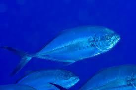 Image result for Caranx crysos