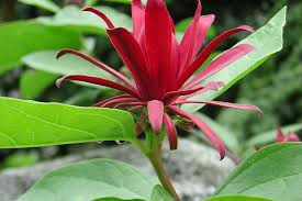 Attēlu rezultāti vaicājumam “Calycanthus floridus”