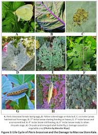 Attēlu rezultāti vaicājumam “Pieris brassicae underside”