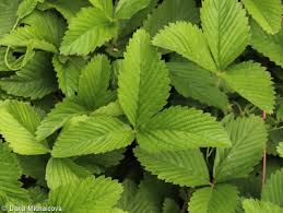 Attēlu rezultāti vaicājumam “Fragaria moschata”