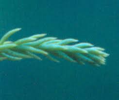 Attēlu rezultāti vaicājumam “Diachea subsessilis stalked”