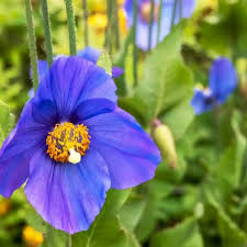 Image result for Scheinmohn blau