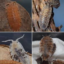 Attēlu rezultāti vaicājumam “Porcellio scaber”