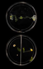 Attēlu rezultāti vaicājumam “Physarum murinum spores”