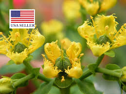 Image result for Ruta graveolens