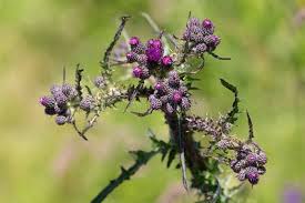 Attēlu rezultāti vaicājumam “Cirsium palustre flower”