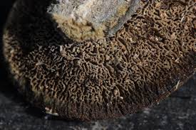 Attēlu rezultāti vaicājumam “Gloeophyllum trabeum”