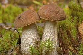 Attēlu rezultāti vaicājumam “Leccinum scabrum”