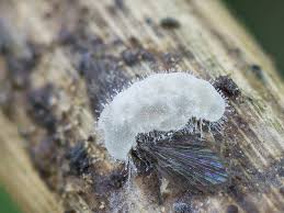 Attēlu rezultāti vaicājumam “Stemonitopsis typhina var. similis stalked”