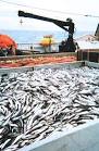 Random Roger: A Norwegian Fishery ETF After All?