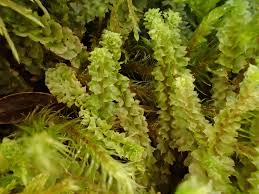 Attēlu rezultāti vaicājumam “Barbilophozia lycopodioides macro”