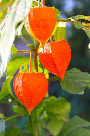 Attēlu rezultāti vaicājumam “Physalis alkekengi leaf”