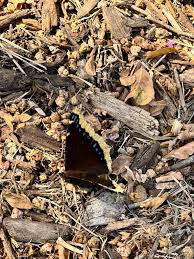 Attēlu rezultāti vaicājumam “Nymphalis antiopa upperside”