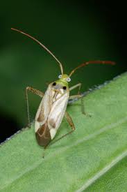 Attēlu rezultāti vaicājumam “Adelphocoris lineolatus”