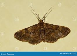 Attēlu rezultāti vaicājumam “Ligdia adustata”