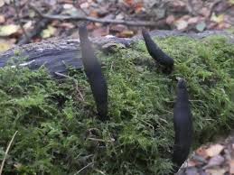 Attēlu rezultāti vaicājumam “Xylaria longipes”