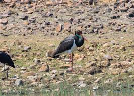 Attēlu rezultāti vaicājumam “Ciconia nigra adult”