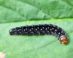 Attēlu rezultāti vaicājumam “Anacampsis blatariella”