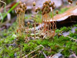 Attēlu rezultāti vaicājumam “Pogonatum nanum”