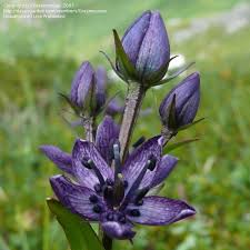 Attēlu rezultāti vaicājumam “Swertia perennis”