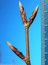 Attēlu rezultāti vaicājumam “Fagus sylvatica fo. laciniata bud”