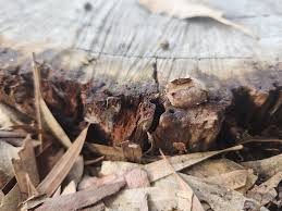 Attēlu rezultāti vaicājumam “Reticularia lobata young”