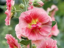 Attēlu rezultāti vaicājumam “Alcea rosea flower”