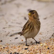 Image result for twite photo