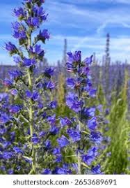Attēlu rezultāti vaicājumam “Echium vulgare bud”