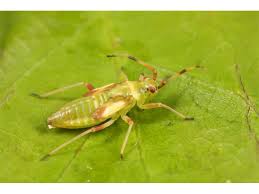 Attēlu rezultāti vaicājumam “Dryophilocoris flavoquadrimaculatus”