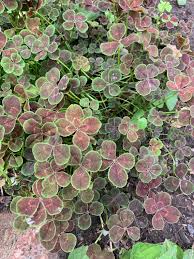 Attēlu rezultāti vaicājumam “Trifolium repens leaf”