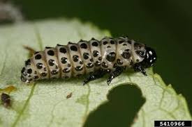 Attēlu rezultāti vaicājumam “Chrysomela vigintipunctata”