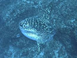 Image result for Mola alexandrini