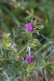 Attēlu rezultāti vaicājumam “Geranium dissectum fruit”