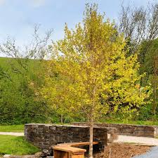 Attēlu rezultāti vaicājumam “Alnus incana”