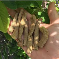 Attēlu rezultāti vaicājumam “Elymus caninus fruit”