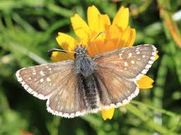 Attēlu rezultāti vaicājumam “Pyrgus alveus upperside”