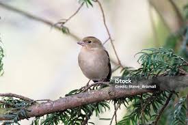 Attēlu rezultāti vaicājumam “Fringilla coelebs female”