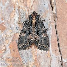 Attēlu rezultāti vaicājumam “Mniotype satura”