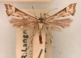 Attēlu rezultāti vaicājumam “Platyptilia tesseradactyla”