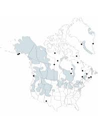 Attēlu rezultāti vaicājumam “Stuckenia filiformis flower”