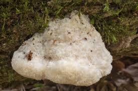 Attēlu rezultāti vaicājumam “Aurantiporus fissilis”